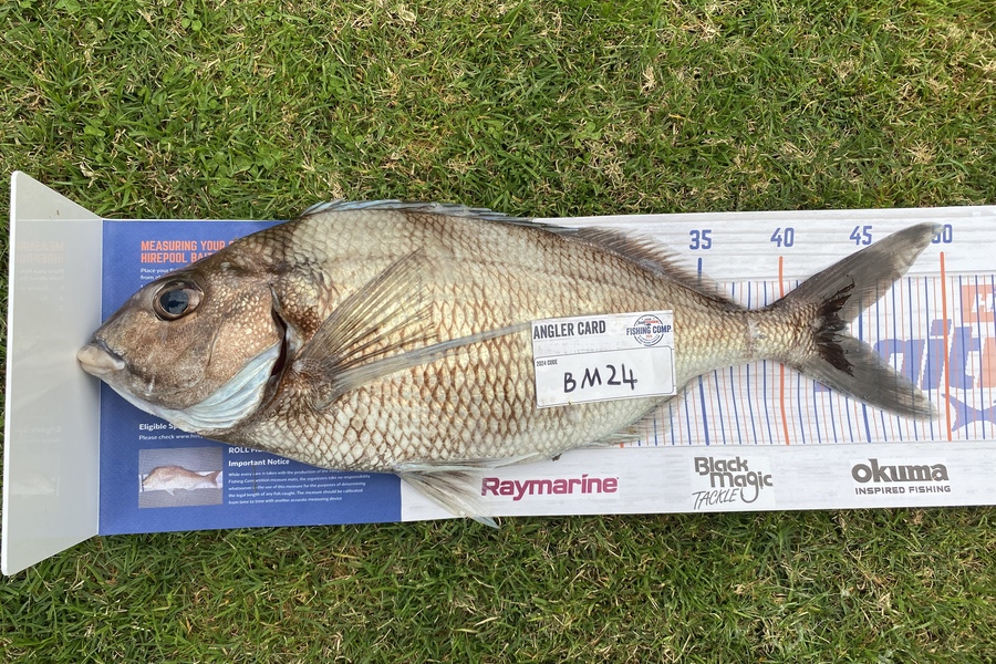 Guy Marshall caught this 44.0cm Tarakihi at Wellington during The Hirepool Baitmates Fishing Comp