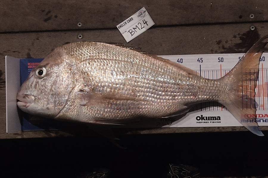 Zhoel Truman caught this 58.0cm Snapper at Northland during The Hirepool Baitmates Fishing Comp