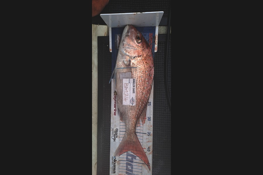 Dave Paul caught this 41.5cm Snapper at Hawkes Bay during The Hirepool Baitmates Fishing Comp