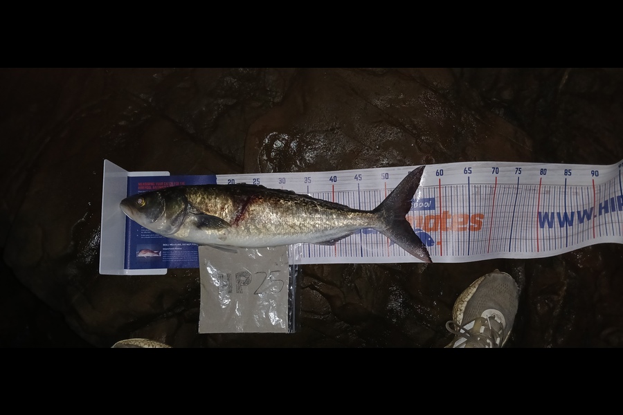 Mitchell Lindsay caught this 53.0cm Kahawai at Auckland during The Hirepool Baitmates Fishing Comp