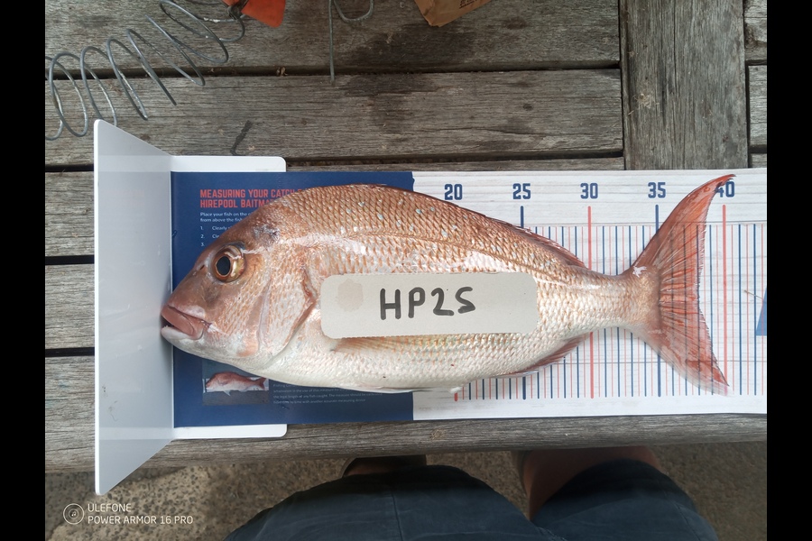 Dean Goodwin caught this 38.0cm Snapper at Coromandel during The Hirepool Baitmates Fishing Comp