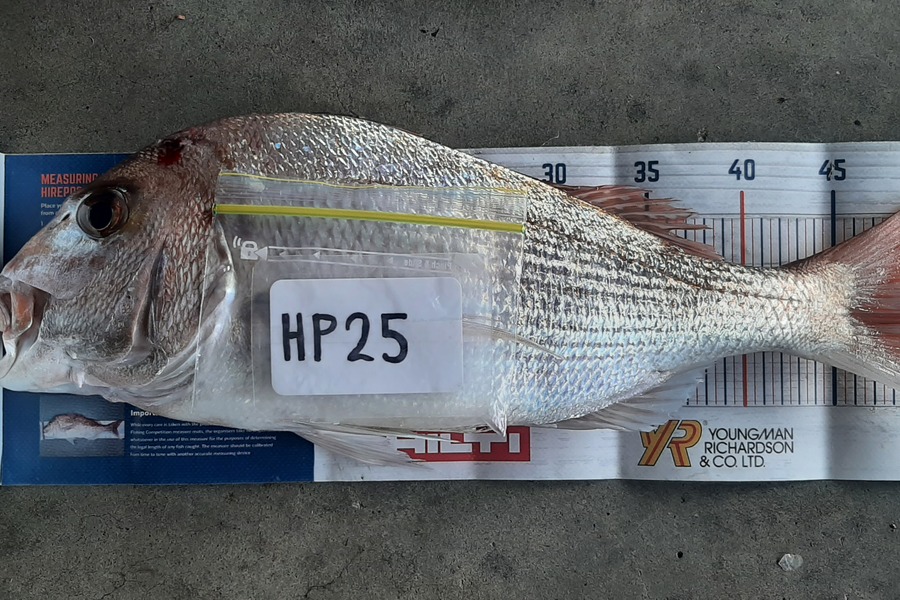 Craig Allan caught this 49.5cm Snapper at Bay of Plenty during The Hirepool Baitmates Fishing Comp