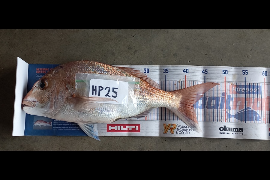 Kerry-Ann  Glover  caught this 42.0cm Snapper at Bay of Plenty during The Hirepool Baitmates Fishing Comp