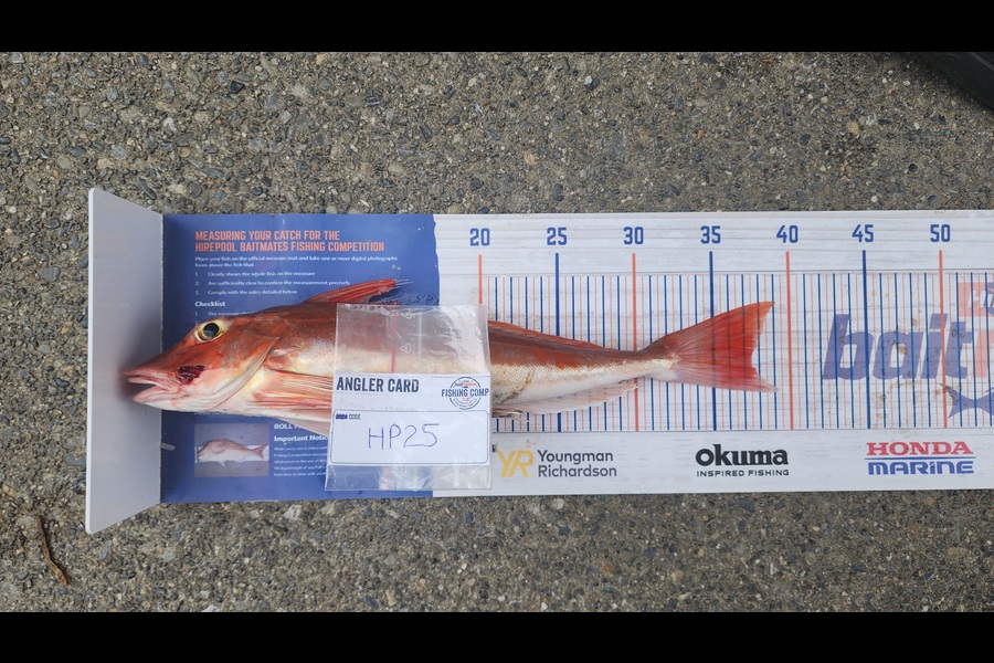 Carolyn Carson caught this 37.5cm Gurnard at Wellington during The Hirepool Baitmates Fishing Comp