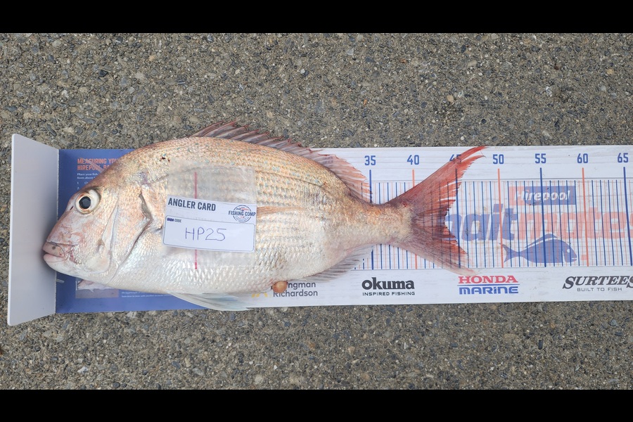 Myles Carson caught this 43.5cm Snapper at Wellington during The Hirepool Baitmates Fishing Comp