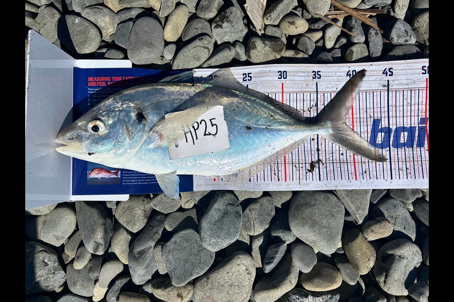 Joshua Riri caught this 39.0cm Trevally at Bay of Plenty during The Hirepool Baitmates Fishing Comp