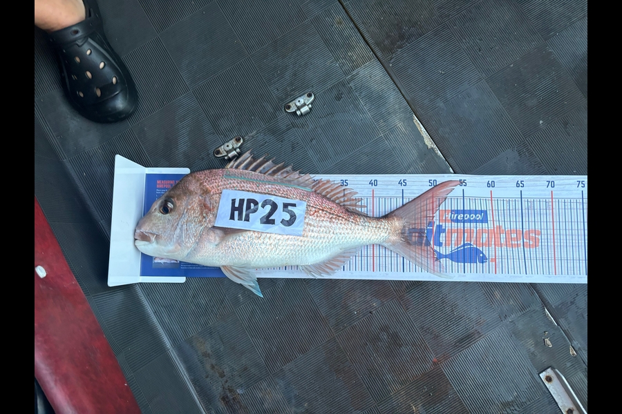Toni Walker caught this 48.5cm Snapper at Coromandel during The Hirepool Baitmates Fishing Comp