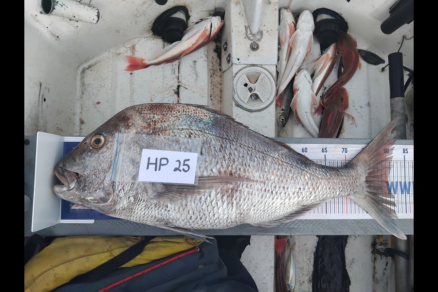 Geoff Preston caught this 80.5cm Snapper at Taranaki during The Hirepool Baitmates Fishing Comp