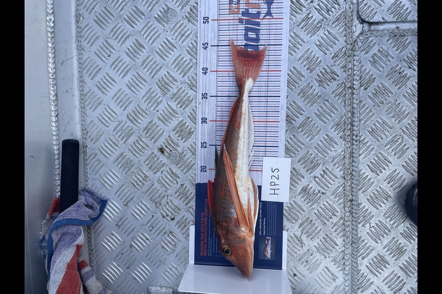 Marc Payne caught this 44.0cm Gurnard at Waikato during The Hirepool Baitmates Fishing Comp