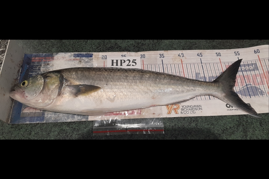 Leigh Page caught this 51cm Kahawai at Wellington during The Hirepool Baitmates Fishing Comp