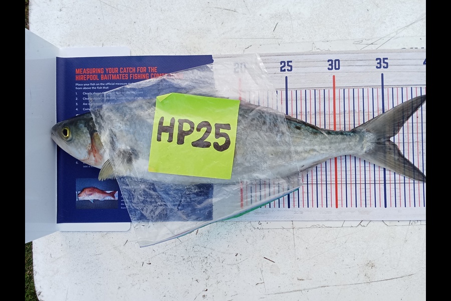 Allan Dyer caught this 35.5cm Kahawai at Hawkes Bay during The Hirepool Baitmates Fishing Comp