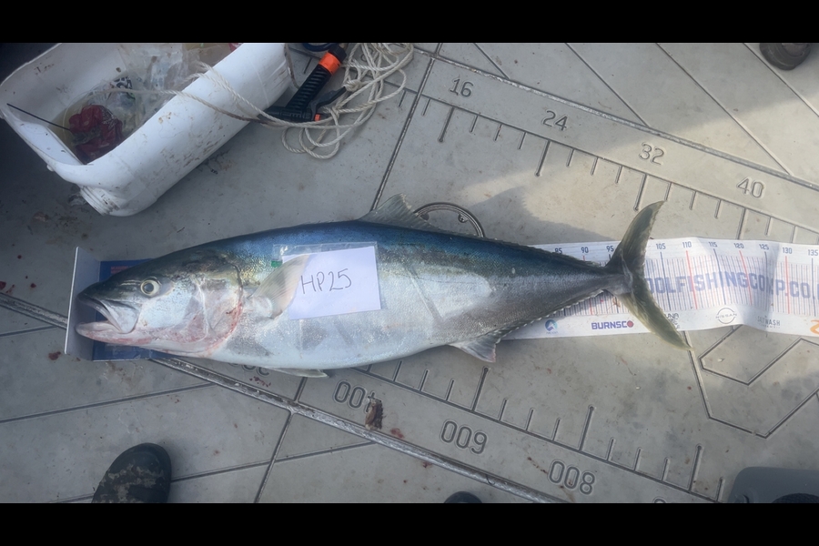 Geraldine Godden caught this 101cm Kingfish at Wellington during The Hirepool Baitmates Fishing Comp