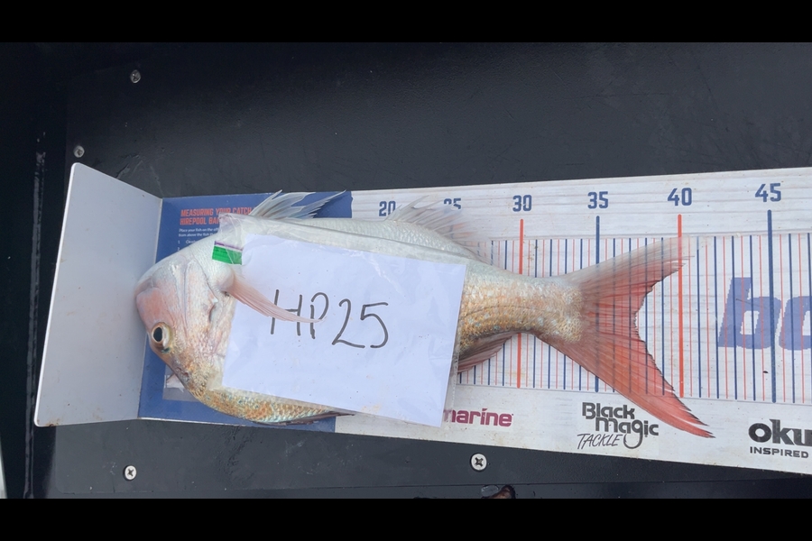 Geraldine Godden caught this 37.0cm Snapper at Wairarapa
 during The Hirepool Baitmates Fishing Comp