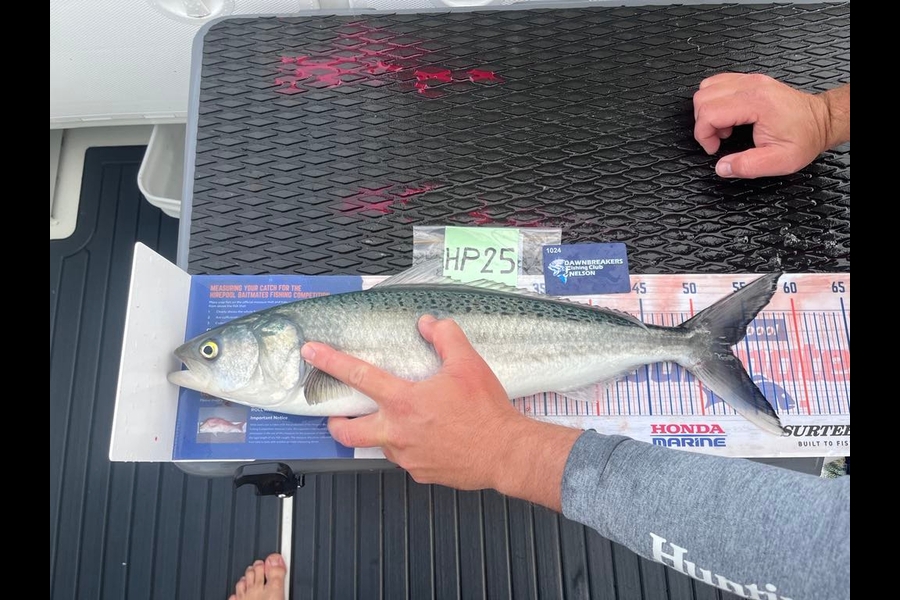 Gareth  Nicholson  caught this 53.5cm Kahawai at Nelson/Marlborough during The Hirepool Baitmates Fishing Comp