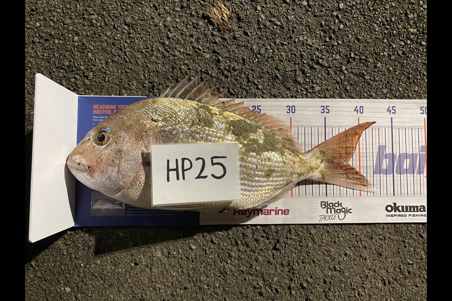 Guy Marshall caught this 38.0cm Snapper at Wellington during The Hirepool Baitmates Fishing Comp