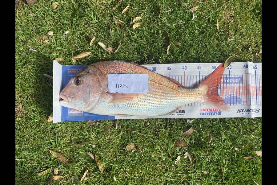 Shane MacRae caught this 51.0cm Snapper at Taranaki during The Hirepool Baitmates Fishing Comp
