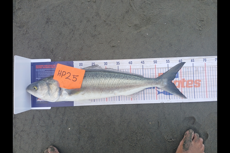 Isaac Graham caught this 56.0cm Kahawai at Manawatu during The Hirepool Baitmates Fishing Comp