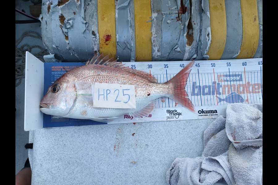 Joshua Martin caught this 40.0cm Snapper at Bay of Plenty during The Hirepool Baitmates Fishing Comp