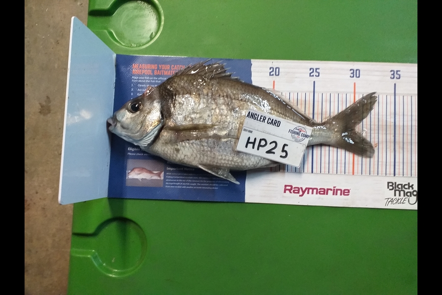 Murray Stratford caught this 30.0cm Tarakihi at Wellington during The Hirepool Baitmates Fishing Comp