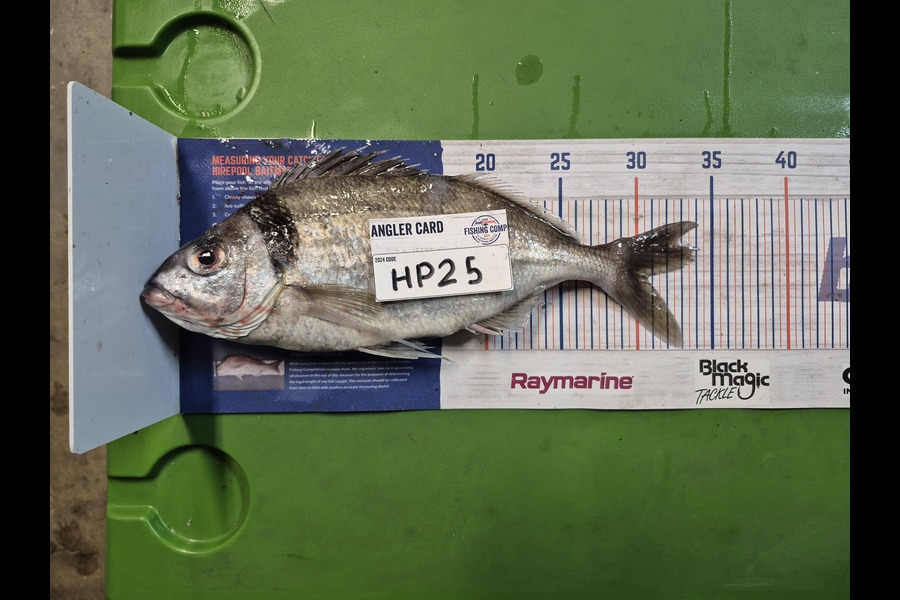 Cameron Rosson caught this 30.5cm Tarakihi at Wellington during The Hirepool Baitmates Fishing Comp