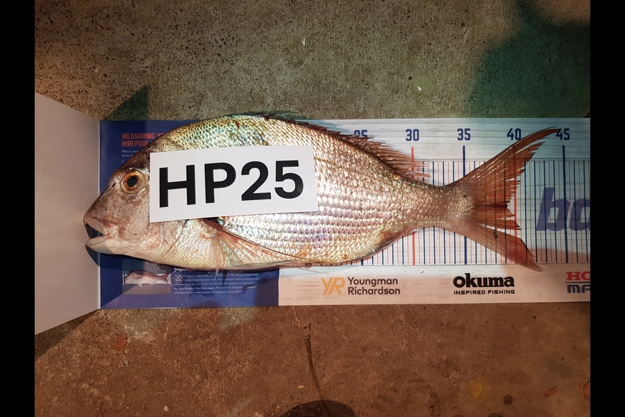 Peter Besley caught this 39.0cm Snapper at Bay of Plenty during The Hirepool Baitmates Fishing Comp