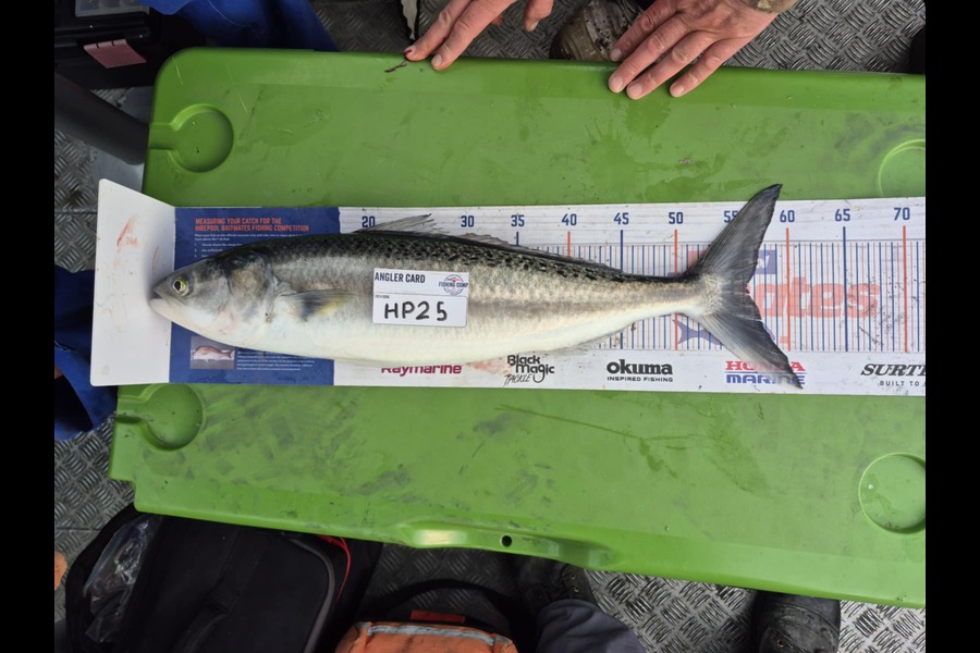 Troy Rosson caught this 56.5cm Kahawai at Wellington during The Hirepool Baitmates Fishing Comp