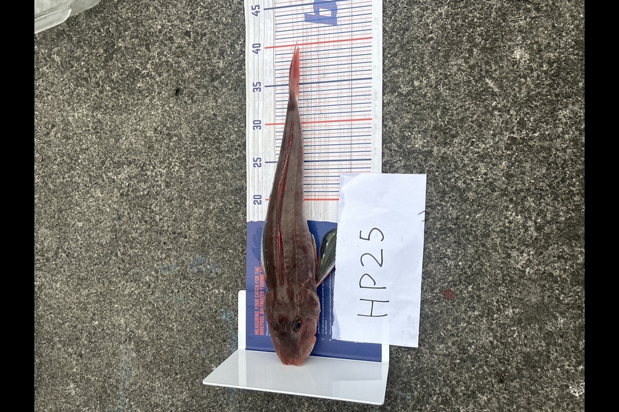 Aidan Prestney caught this 39cm Gurnard at Taranaki during The Hirepool Baitmates Fishing Comp