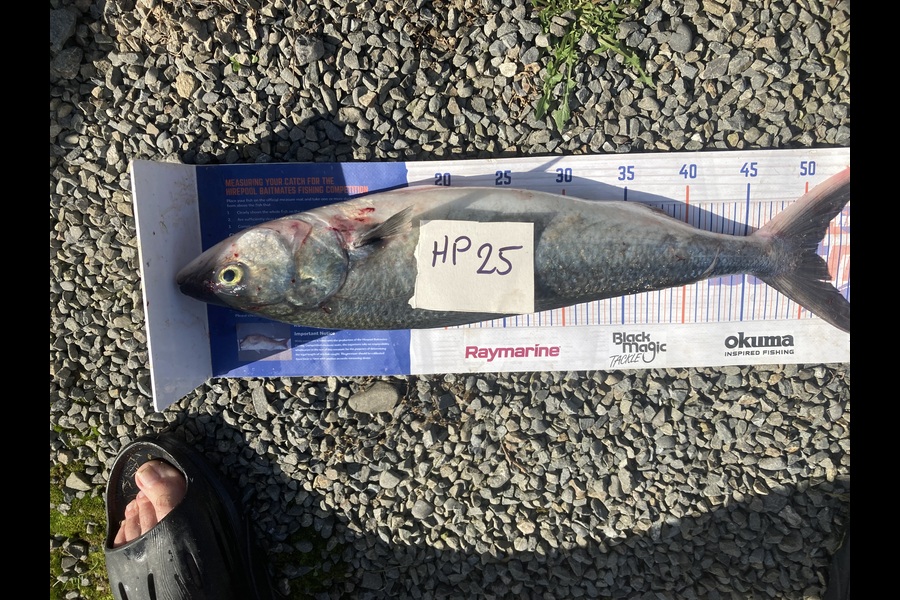 David Monagan caught this 51.0cm Kahawai at Hawkes Bay during The Hirepool Baitmates Fishing Comp
