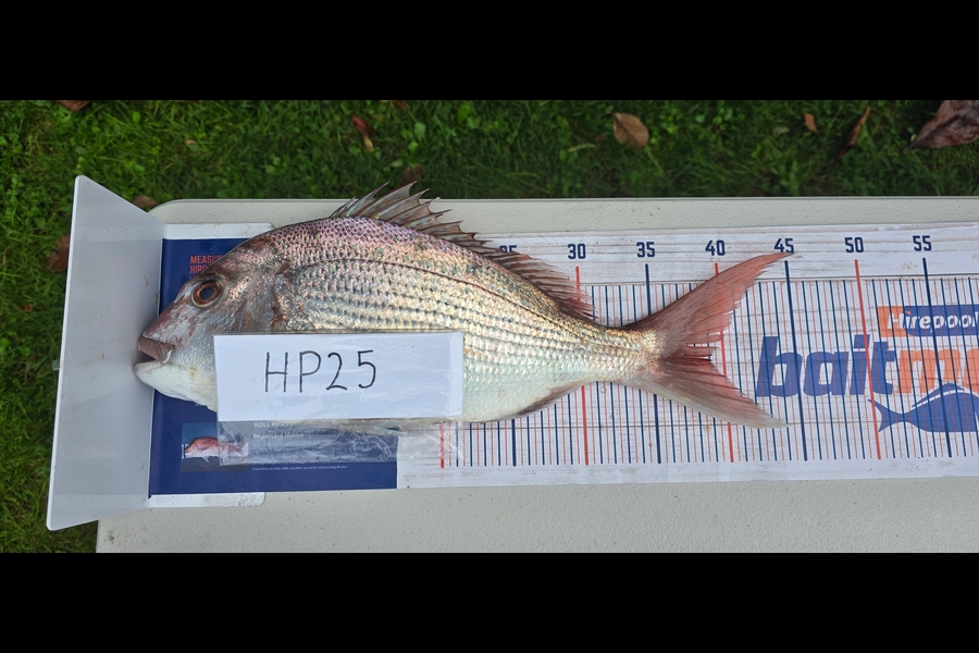 Oliver Gough caught this 37.5cm Snapper at East Cape during The Hirepool Baitmates Fishing Comp
