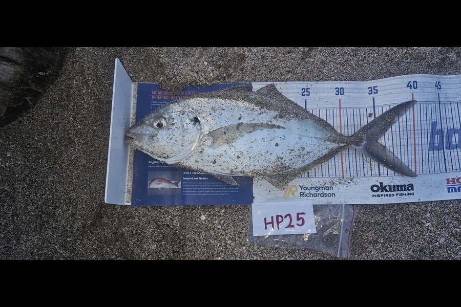 Svend Hjorth caught this 35.0cm Trevally at East Cape during The Hirepool Baitmates Fishing Comp