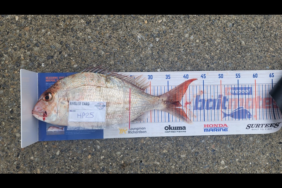 Myles Carson caught this 38.0cm Snapper at Wellington during The Hirepool Baitmates Fishing Comp