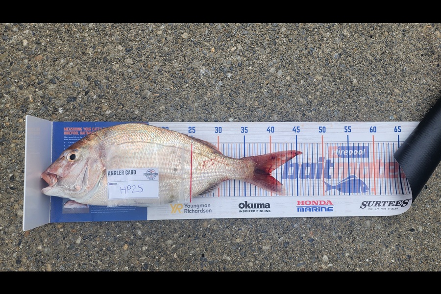 Carolyn Carson caught this 39.5cm Snapper at Wellington during The Hirepool Baitmates Fishing Comp