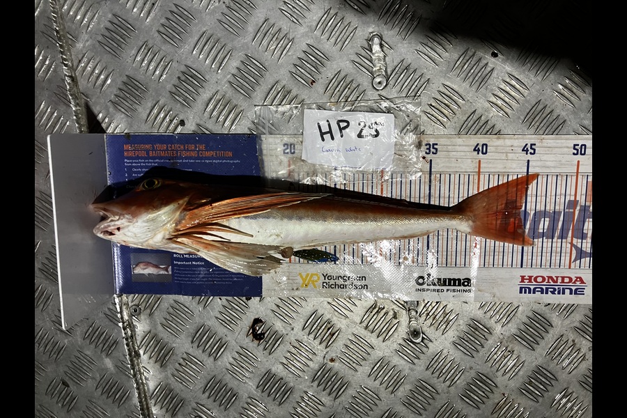 Gavin White caught this 44.5cm Gurnard at Wellington during The Hirepool Baitmates Fishing Comp