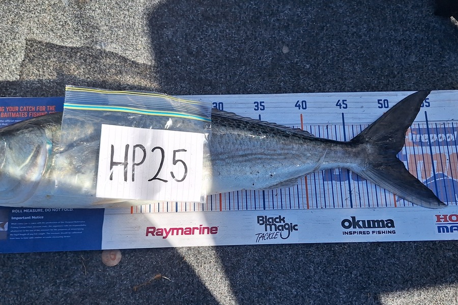 Trevor Hopson caught this 50.5cm Kahawai at East Cape during The Hirepool Baitmates Fishing Comp
