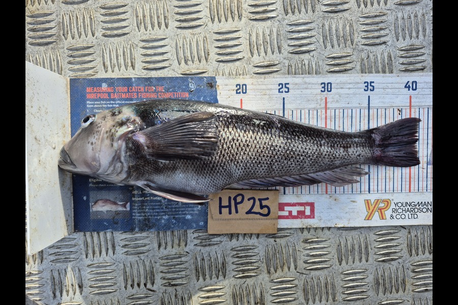 Rodney Niven caught this 40.5cm Blue Cod at Wellington during The Hirepool Baitmates Fishing Comp