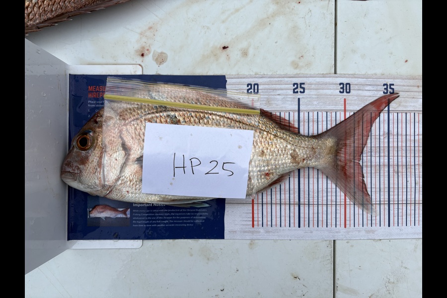 Tanya Canning caught this 31.5cm Snapper at Manawatu during The Hirepool Baitmates Fishing Comp