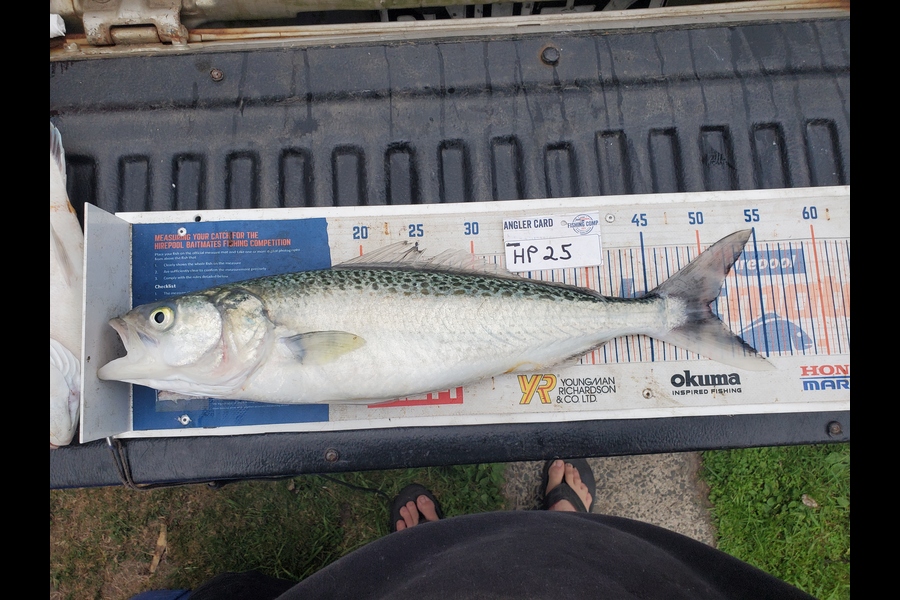 Wayne Hickman caught this 50.0cm Kahawai at Bay of Plenty during The Hirepool Baitmates Fishing Comp