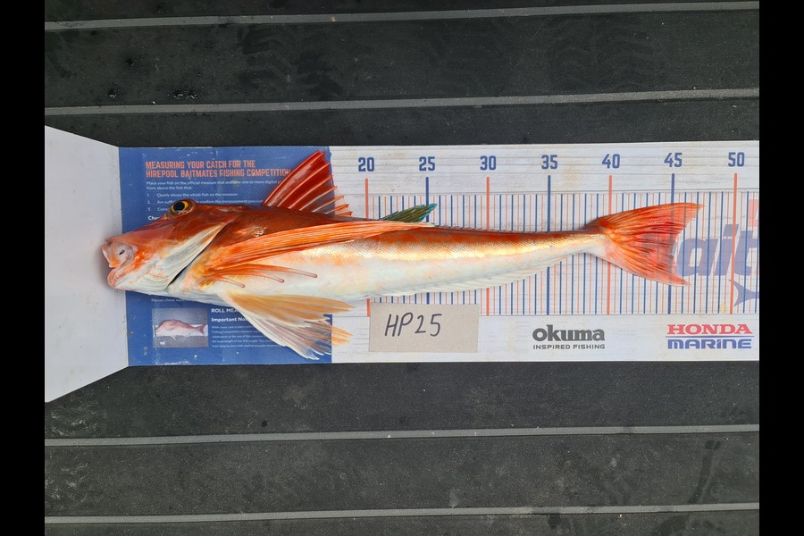 Scott Bassett caught this 45.0cm Gurnard at Wellington during The Hirepool Baitmates Fishing Comp