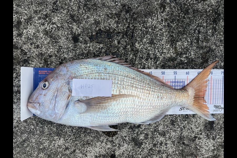 Steven Young caught this 67.5cm Snapper at Wellington during The Hirepool Baitmates Fishing Comp