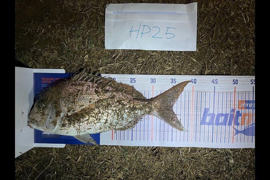 Martin Lee caught this 35.0cm Snapper at Auckland during The Hirepool Baitmates Fishing Comp
