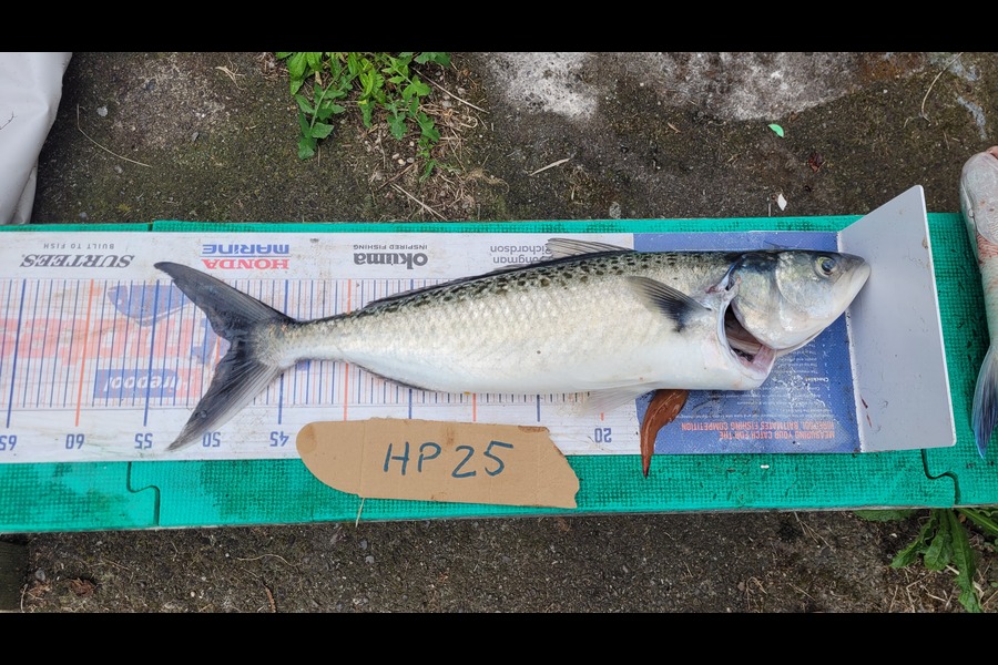 Goldy Schreuder caught this 48.0cm Kahawai at Wellington during The Hirepool Baitmates Fishing Comp