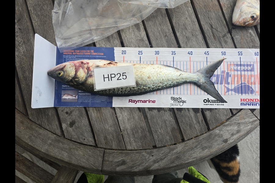 Stephen Gudsell caught this 45.5cm Kahawai at Bay of Plenty during The Hirepool Baitmates Fishing Comp