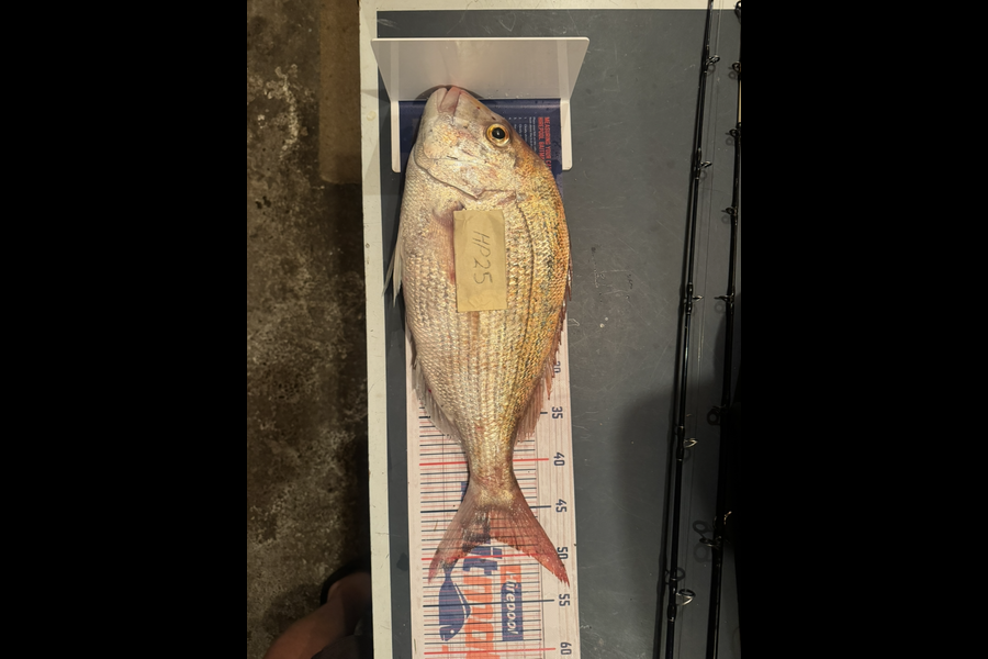 Bayley Betts caught this 48.0cm Snapper at Taranaki during The Hirepool Baitmates Fishing Comp