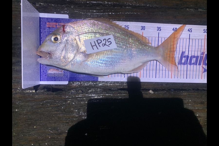 Jamie Bouzaid caught this 40.5cm Snapper at Auckland during The Hirepool Baitmates Fishing Comp