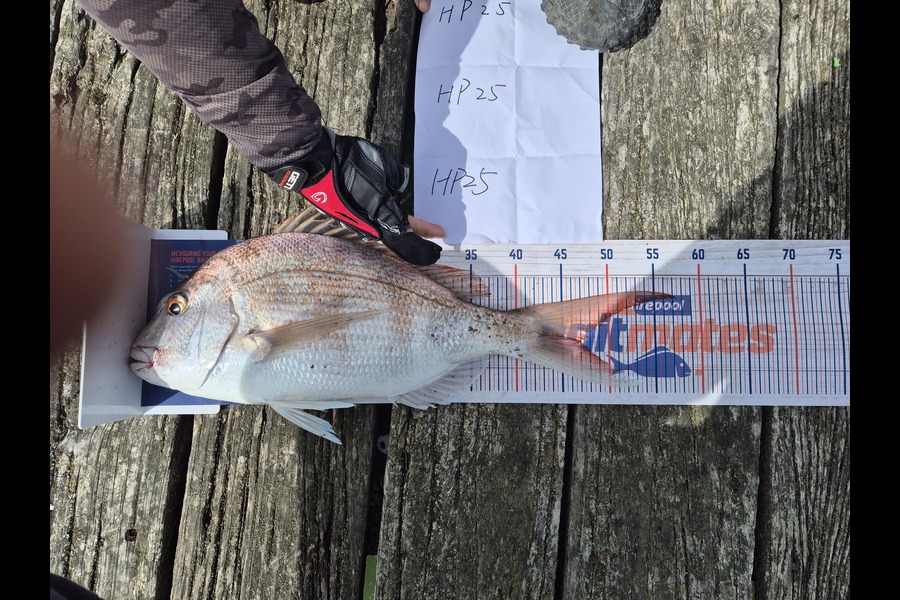 Richard Zhu caught this 47.0cm Snapper at Northland during The Hirepool Baitmates Fishing Comp