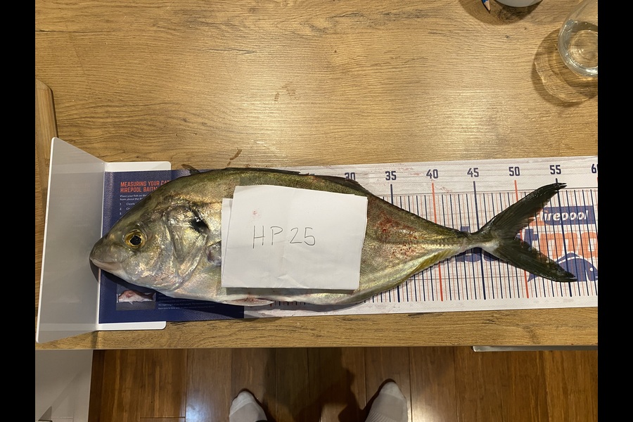 Craig  Poll caught this 49.5cm Trevally at Wellington during The Hirepool Baitmates Fishing Comp