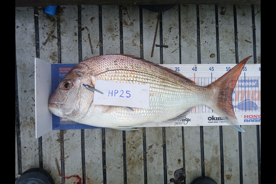 Cory Bellamy caught this 51.0cm Snapper at Northland during The Hirepool Baitmates Fishing Comp