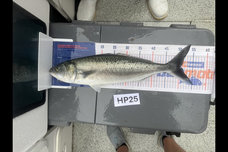 Melissa Maher caught this 50.5cm Kahawai at Northland during The Hirepool Baitmates Fishing Comp