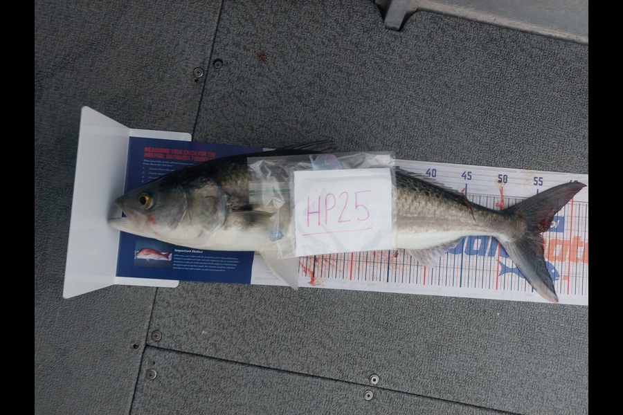 Andrew Wooster caught this 55.0cm Kahawai at Wellington during The Hirepool Baitmates Fishing Comp