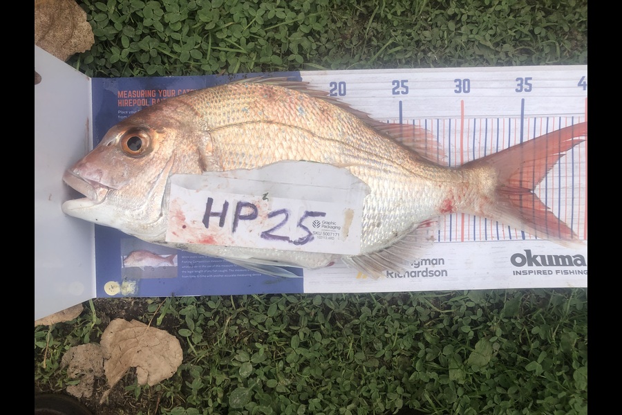 Dave Dennison caught this 35.5cm Snapper at Manawatu during The Hirepool Baitmates Fishing Comp